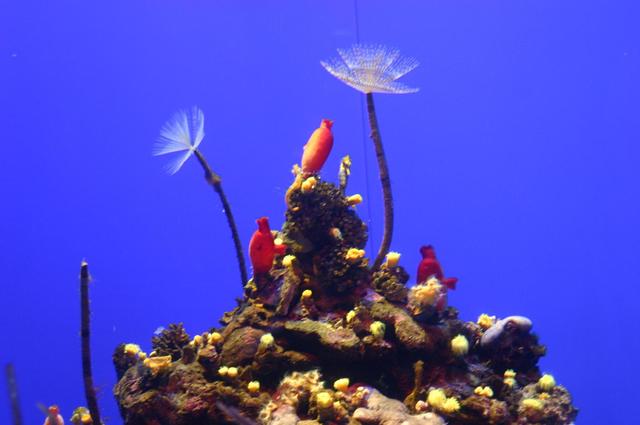 Aquarium - Playa de Palma