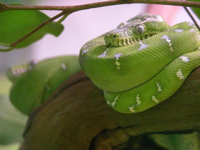 Reptilia - névtelen
