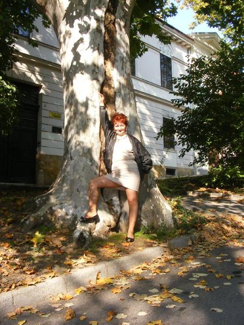 GYÖKEREIM - Pécs és a kedvenc fám (2008)
