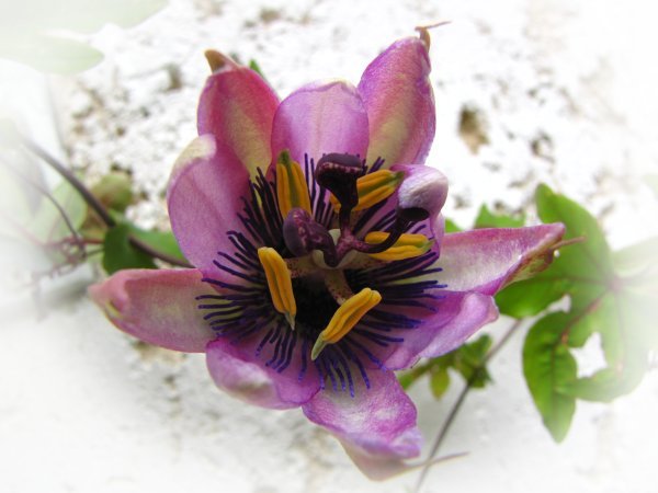 virágok - Passiflora amehyst bimbó felpattan