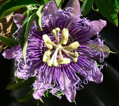 virágok - Passiflora incarnata