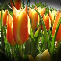 korai tulipán ellenfényben