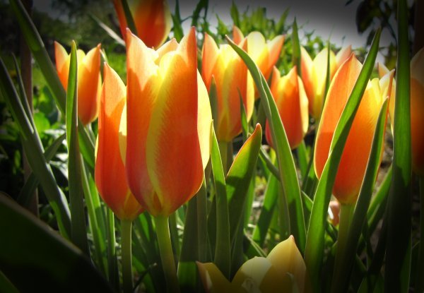 virágok - korai tulipán ellenfényben