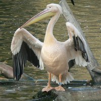 Gödény, alias pelikán