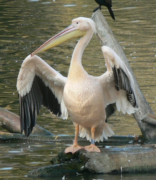állatok - Gödény, alias pelikán
