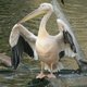 Gödény, alias pelikán