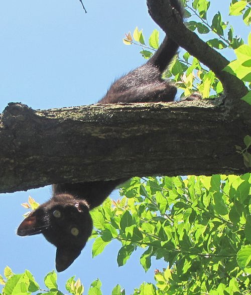 állatok - Banduci a fán