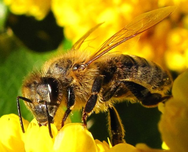 állatok - méhes kép