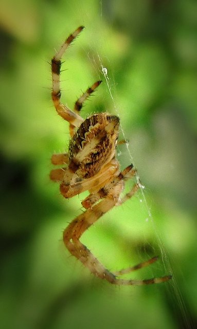 Nagyméretű képek, vegyes - pók a hálóján