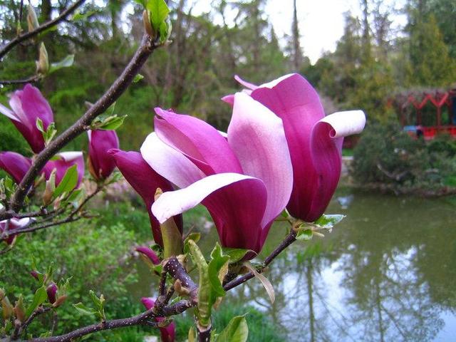 természet(es) - Magnolia, Kolozsvar, botanikus kert
