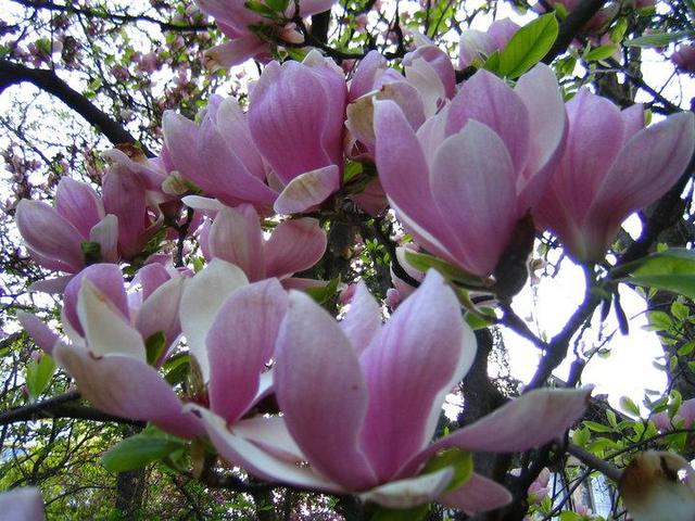 természet(es) - Magnolia
