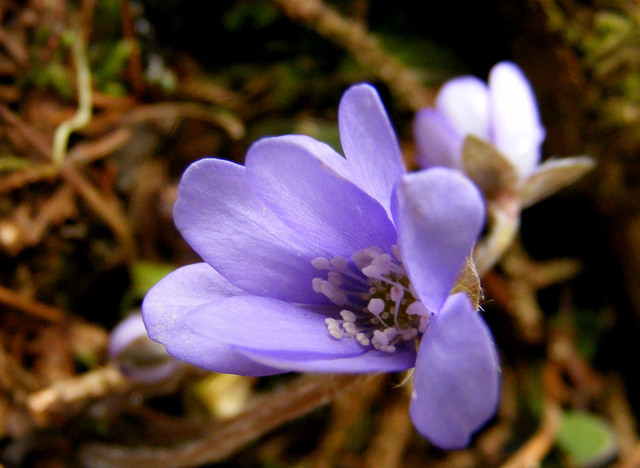 természet képei - májvirág - Hepatica