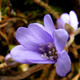 májvirág - Hepatica