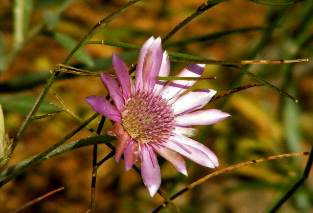 természet képei - vasvirág - Xeranthemum