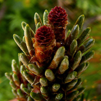 törpefenyő - Pinus mugo