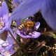 májvirág és "méhecske"