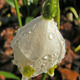 tavaszi tőzike - Leucojum vernum