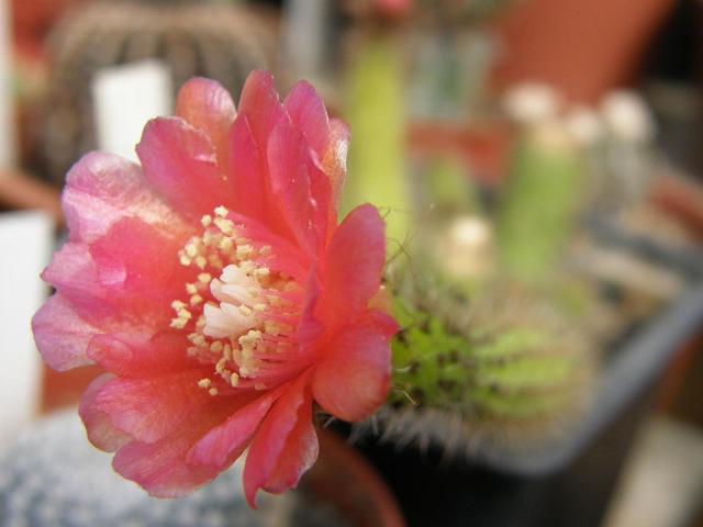 Virágzo kaktuszok