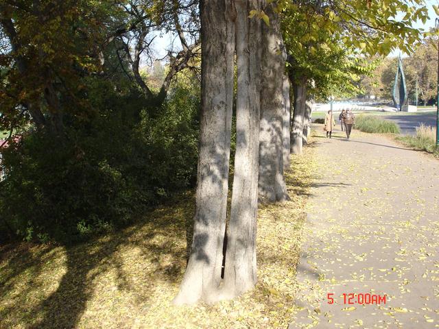 Séta a Margit-szigeten; fák és fatörzsek - A nyugati ostorfákból álló fasor a déli szárnyhíd és a centenáriumi emlékmű között