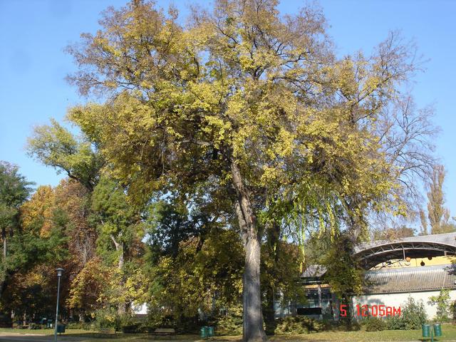 Séta a Margit-szigeten; fák és fatörzsek - Szép, egészséges nyugati ostorfa (Celtis occidentalis) a Kaszinótól délre