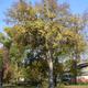 Szép, egészséges nyugati ostorfa (Celtis occidentalis) a Kaszinótól délre