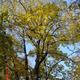 A hegyi juhar (Acer pseudoplatanus)
