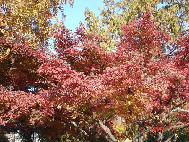 Séta a Margit-szigeten; fák és fatörzsek - A csodálatos őszi színeződésű lombozat