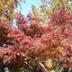 A csodálatos őszi színeződésű lombozat