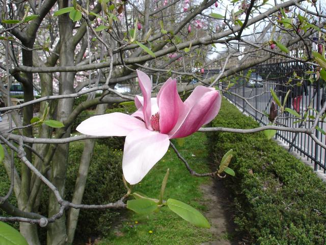Hommage à Pierre Magnol (June 8, 1638 – May 21, 1715) et Étienne Soulange-Bodin (1774–1846) - Középen, az étterem bejáratánál áll az a Magnolia soulangeana, amelyről ezt a virágot leszedtem.