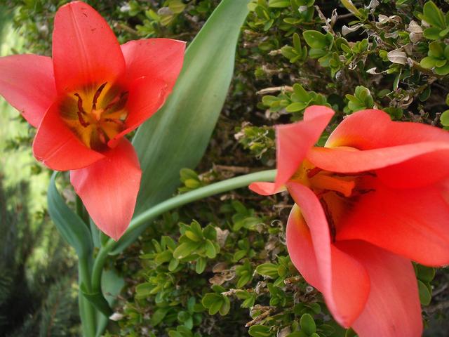 Tavasz a virágos kertemben -2016