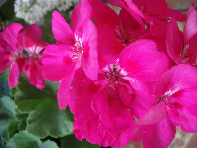 Tavasz a virágos kertemben -2016- - névtelen