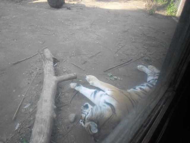 állatkert