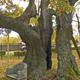 Az Árpád-fa - M.o. legidősebb kb. 700-800 éves kocsányos tölgye. 4 ágából csak egy maradt meg, azt próbálják megőrizni. 2014-ben az Év fája volt.