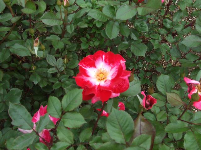 Kert,rózsák - Rózsa világkongresszus-Japán-rózsák