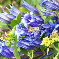 Kék virág rovarral.