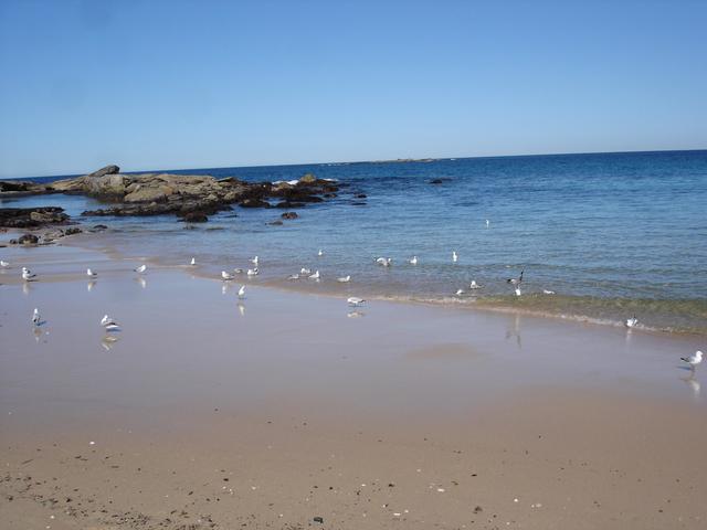 SÉTA COOGEE BEACH ÉS BONDI BEACH  KÖZÖTT - Sirályok gyűlnek össze az óceánba folyó kis édesvízű pataknál.