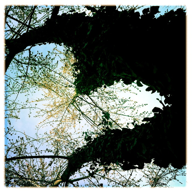 ifotography - Égig érő fa