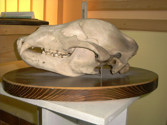 Koponyák - A barnamedve koponyája