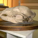A barnamedve koponyája