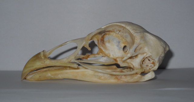 Koponyák - A pulyka koponyája