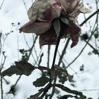 Téli Rózsa