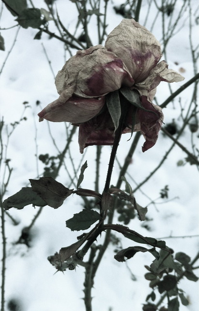 Téli Utazás - Téli Rózsa