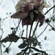 Téli Rózsa