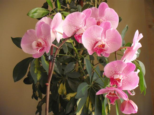 VIRÁGAIM - Orchidea
