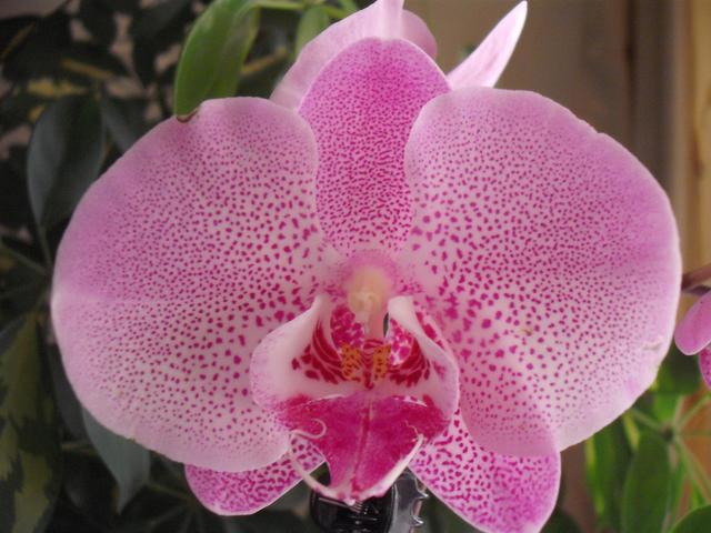 VIRÁGAIM - Orchidea pöttyös virága