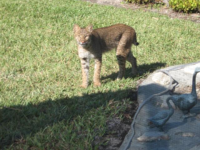 Florida - Bob-Cat (Vadmacska)