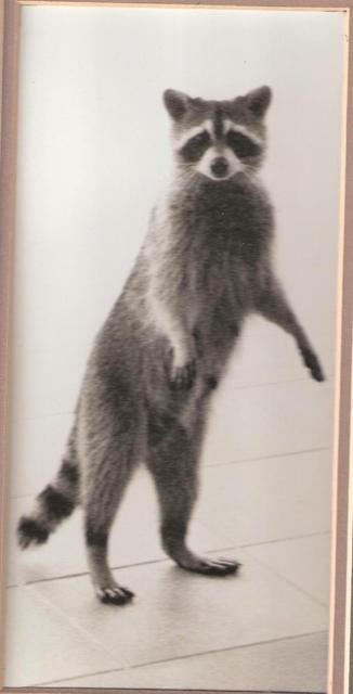 Florida - Raccoon (Mosómedve)