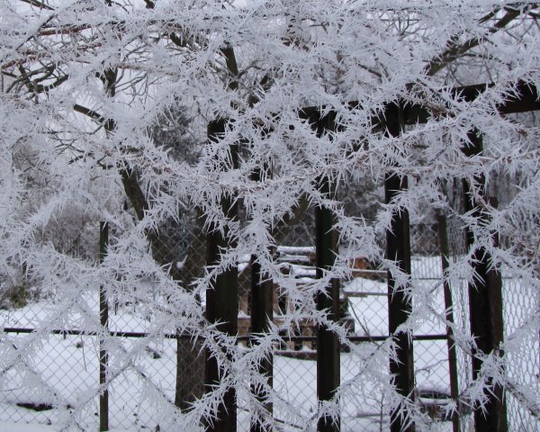 Téli képek - zúzmara kerítésen