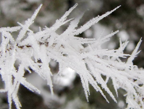 Téli képek - zúzmara kristályok