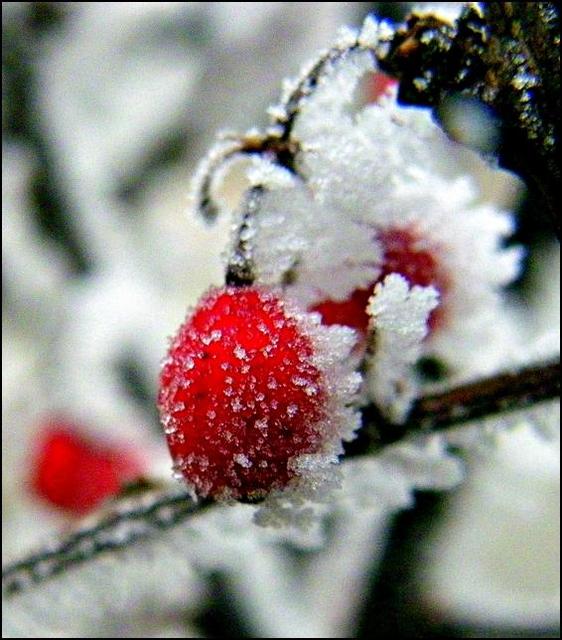 Saját, téli fotóim - Csak egy piros bogyó...